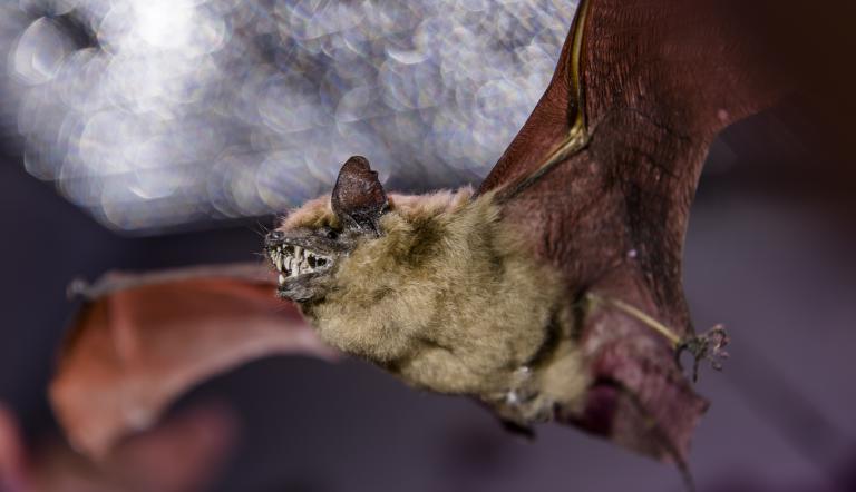 Präparat einer Fledermaus