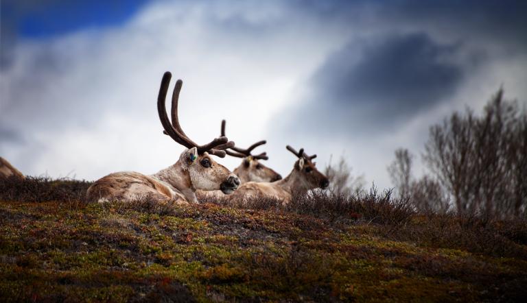 Sonderausstellung Tiere im Polarlicht