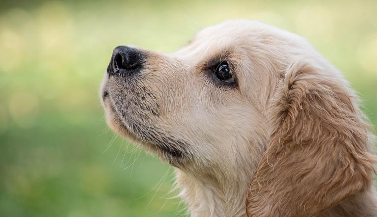 Hund Hund