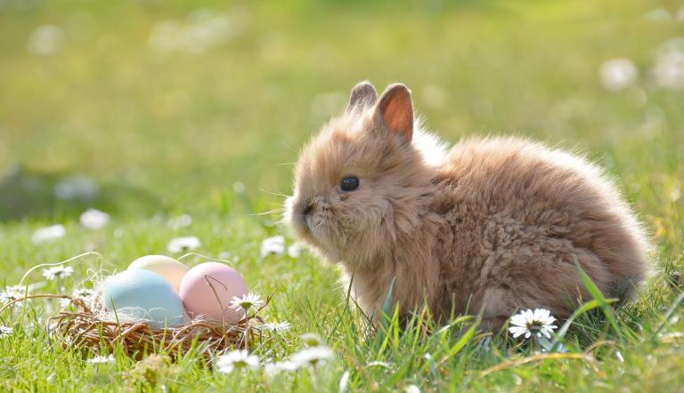 Ein Hase sitzt vor bemalten Ostereiern.