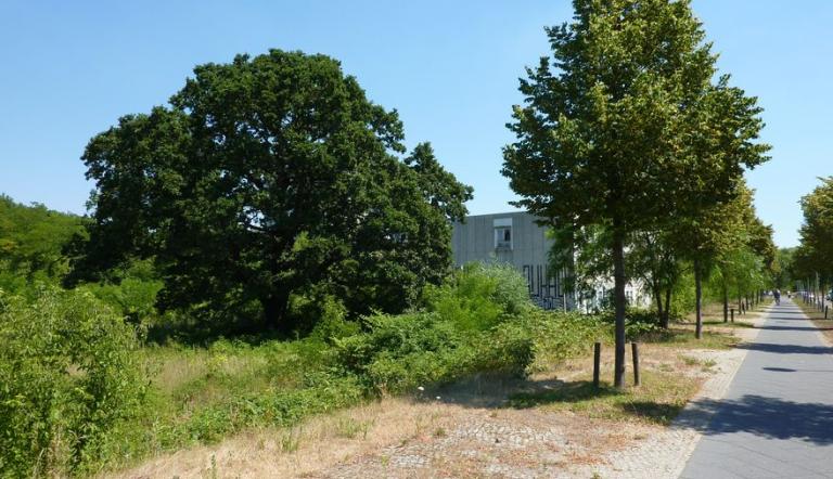 Naturdenkmal Nr. 36 Stiel-Eiche an der Babelsberger Straße (© Heiko Wahl)