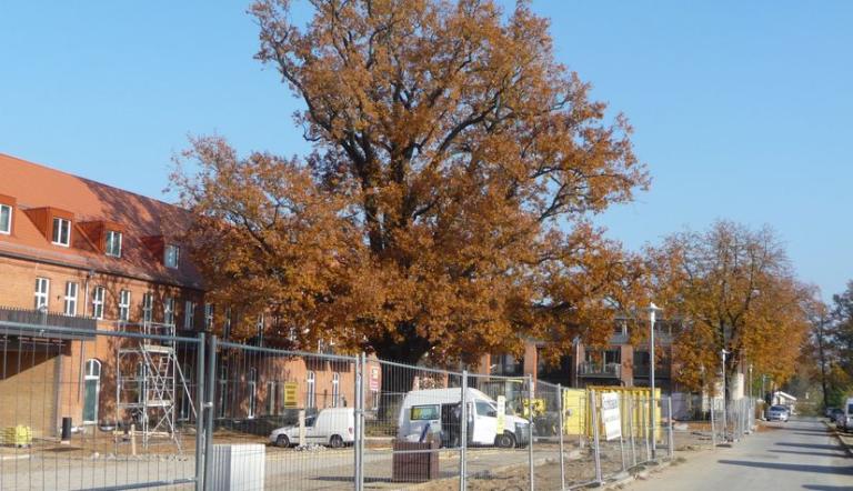 Naturdenkmal Nr. 10 Stiel-Eiche in der ehemaligen Roten Kaserne (© Heiko Wahl