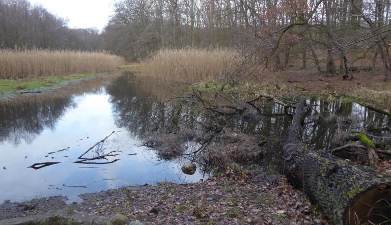 Großer Düsterer Teich. Foto LHP/Heiko Wahl Großer Düsterer Teich