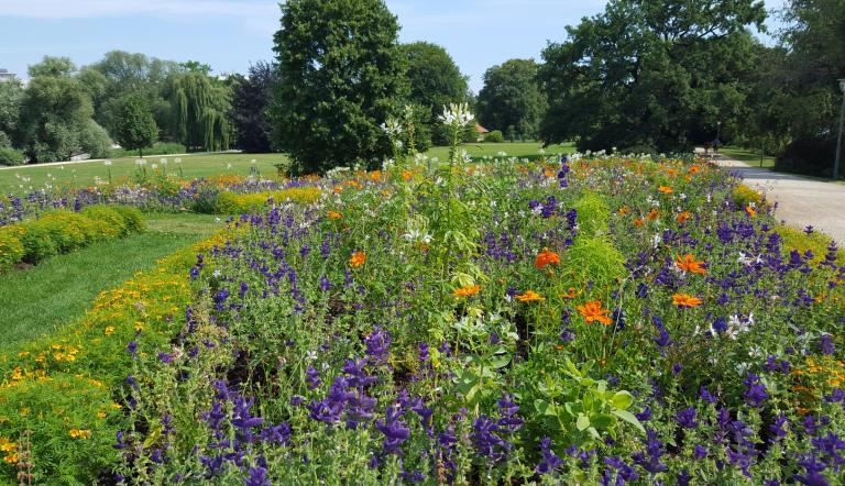 Sommerblumenpflanzung in der Innenstadt beginnt. Foto LHP/Dana Fiebig Sommerblumenpflanzung in der Innenstadt beginnt