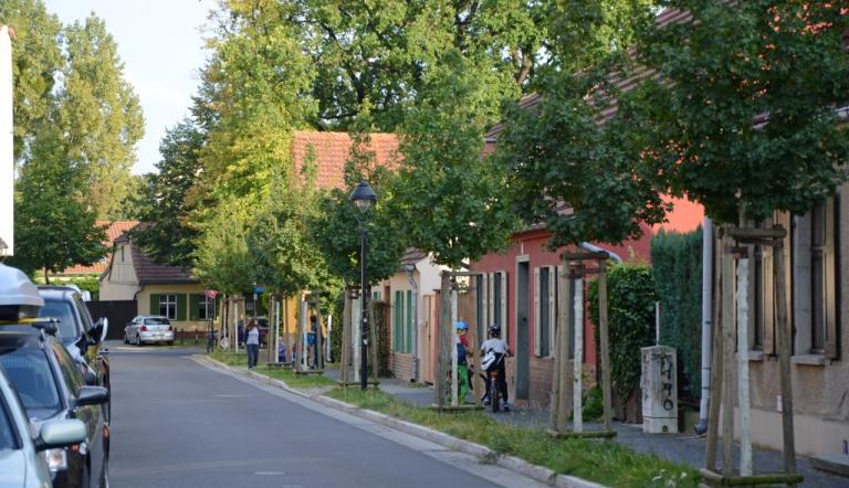 Stadtbäume, Stadtbäume,