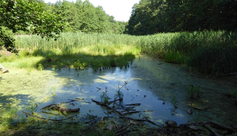 Düstere Teiche. Düstere Teiche.