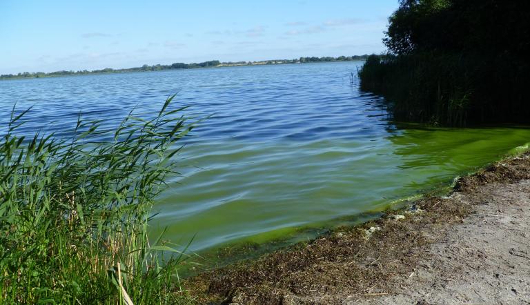 Blaualgen im Fahrländer See im Jahr 2022