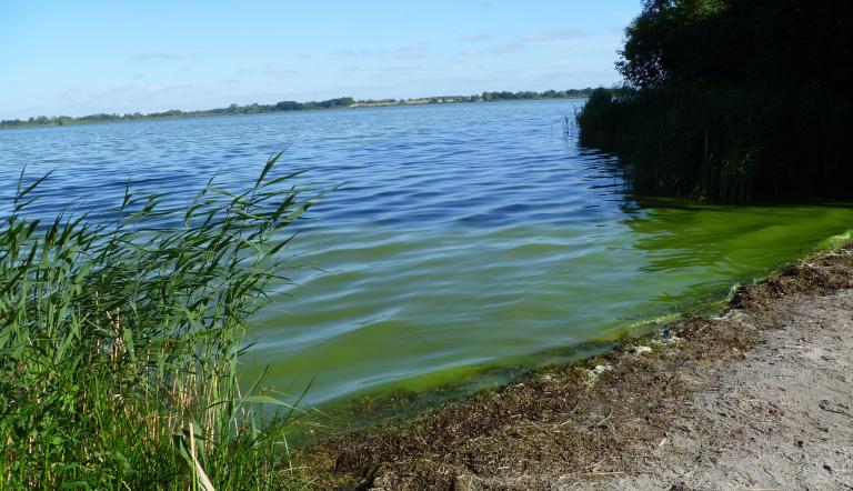 Blaualgen im Fahrländer See 