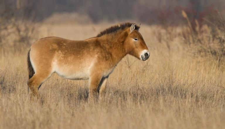 Przewalski Pferd. Foto blickwinkel Andreas Volz Przewalski Pferd. Foto blickwinkel Andreas Volz