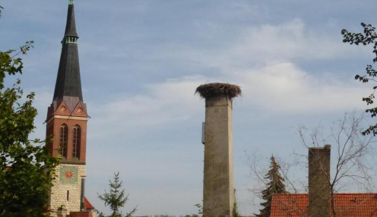 Der Storchenhorst in Bornim wird abgerissen und durch einen neuen Horst ersetzt, Der Storchenhorst in Bornim wird abgerissen und durch einen neuen Horst ersetzt,