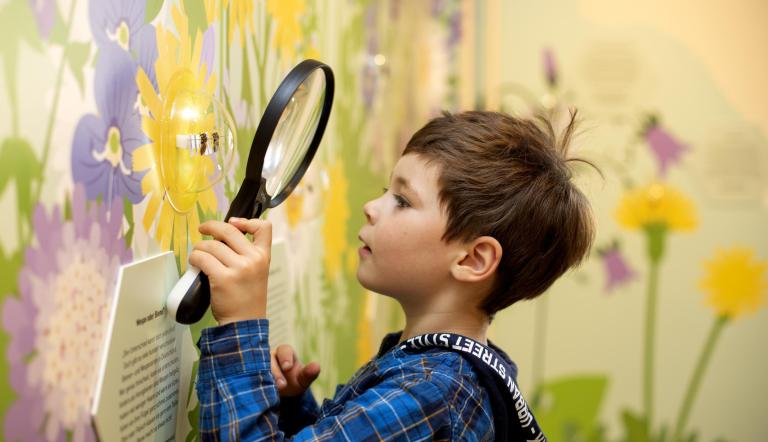 Sonderausstellung „Mensch Biene!“ im Naturkundemuseum Potsdam endet am 2. Oktober,