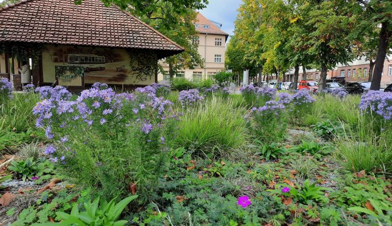 Herbstliche Stauden am Willi-Frohwein-Platz, Herbstliche Stauden am Willi-Frohwein-Platz,