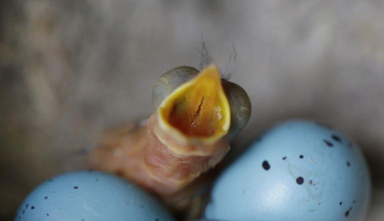 Geschlüpfte Sing-Drossel Geschlüpfte Sing-Drossel