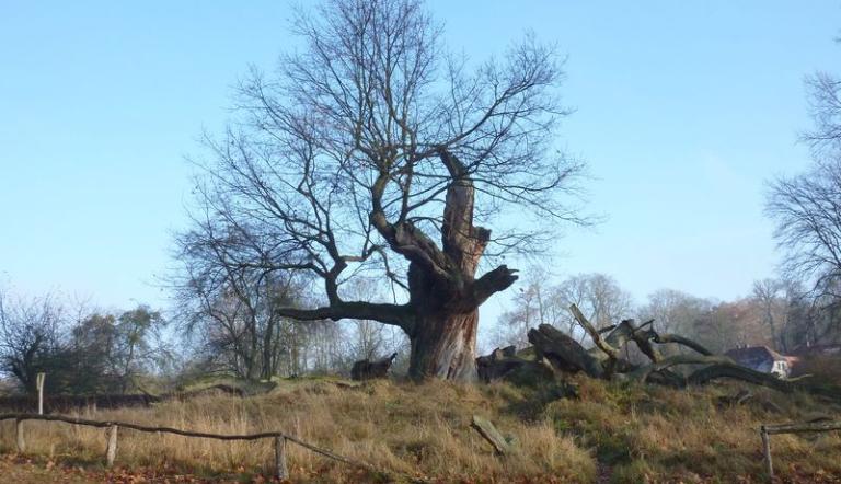 Naturdenkmal Nr. 15 Stiel-Eiche im Schloßpark Sacrow (© Heiko Wahl)