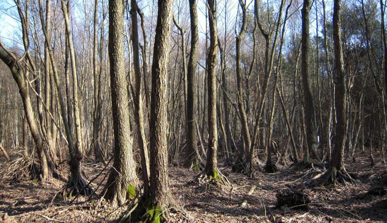 Giebelfenn (© Landeshauptstadt Potsdam)