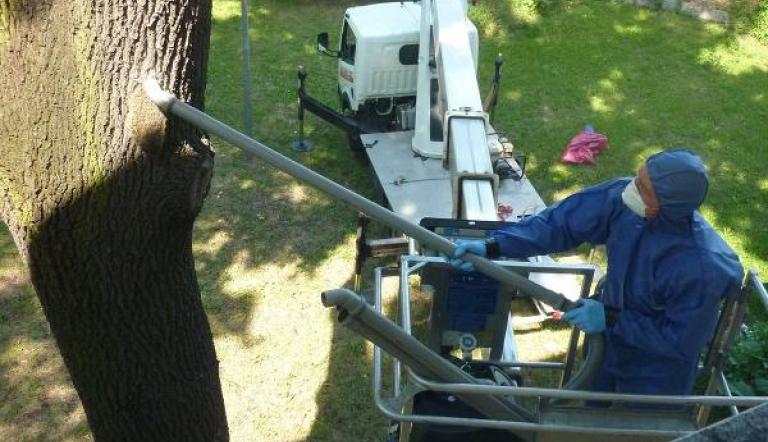 Bekämpfung Eichenprozessionsspinner. Foto (©) Landeshauptstadt Potsdam