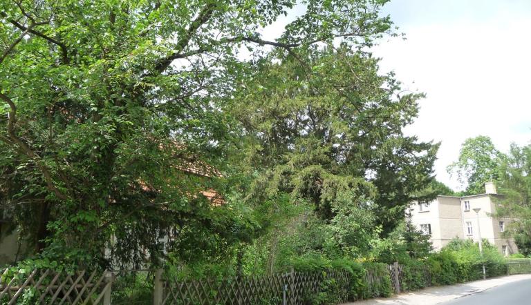 Große Weinmeisterstraße Große Weinmeisterstraße