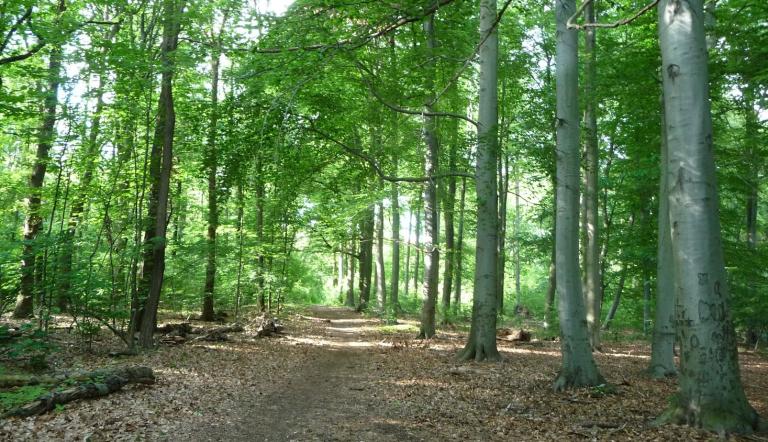 Im Königswald (Naturschutzgebiet)