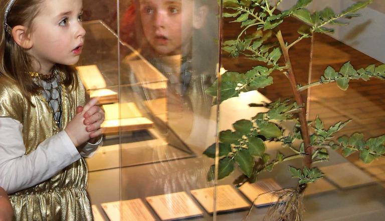 Kartoffel. Foto Hagen Immel Kartoffelpflanze im Museum.