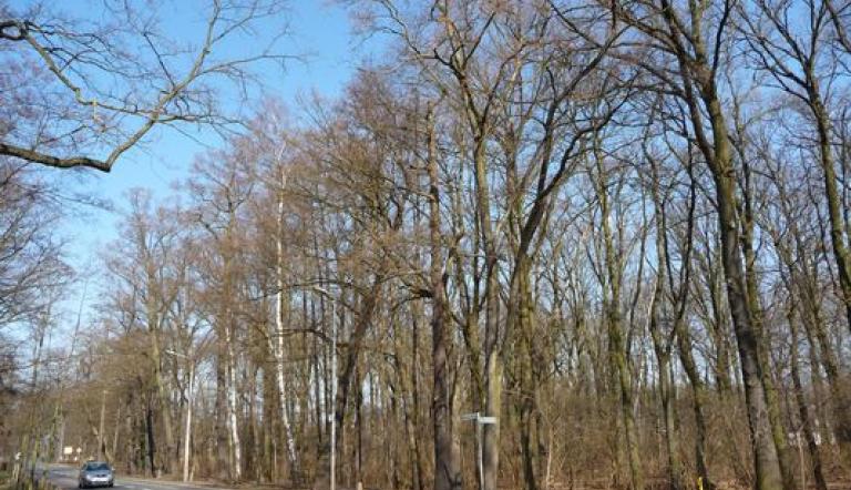 Naturdenkmal Nr. 45 Gehölzgruppe in der Waldstadt (© Heiko Wahl)