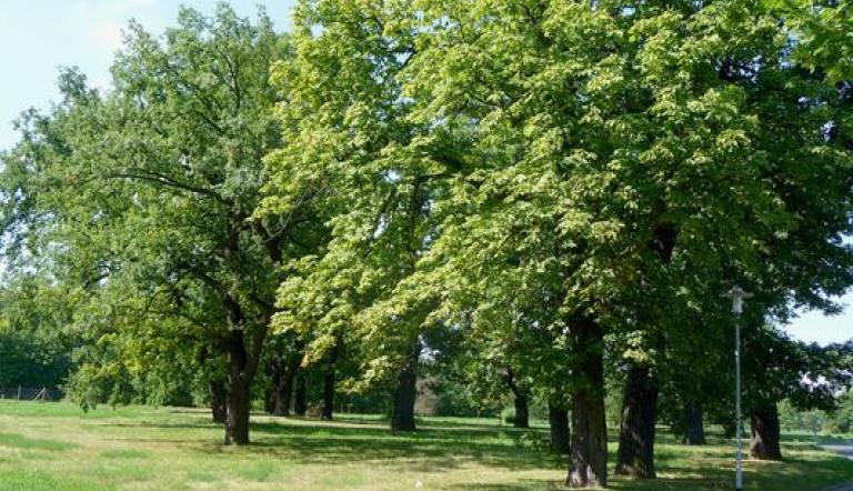 Naturdenkmal Nr. 21 Stiel-Eichen in Potsdam (© Landeshauptstadt Potsdam/Heiko Wahl)