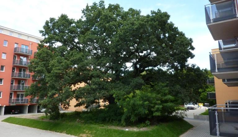 Naturdenkmal Nr. 36 Stiel-Eiche an der Babelsberger Straße (© Heiko Wahl)