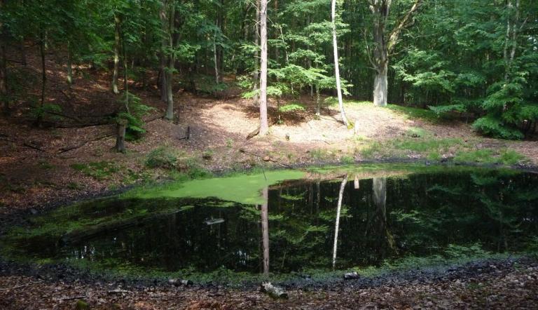 Waldtümpel im Wildpark (© Landeshauptstadt Potsdam)