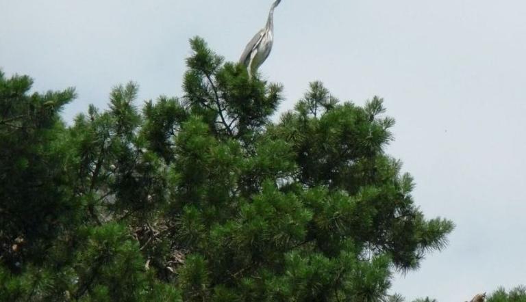 Graureiherkolonie im Wildpark (© Landeshauptstadt Potsdam)