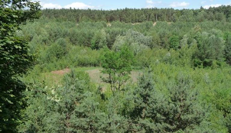 Ravensberge und Forst Potsdam