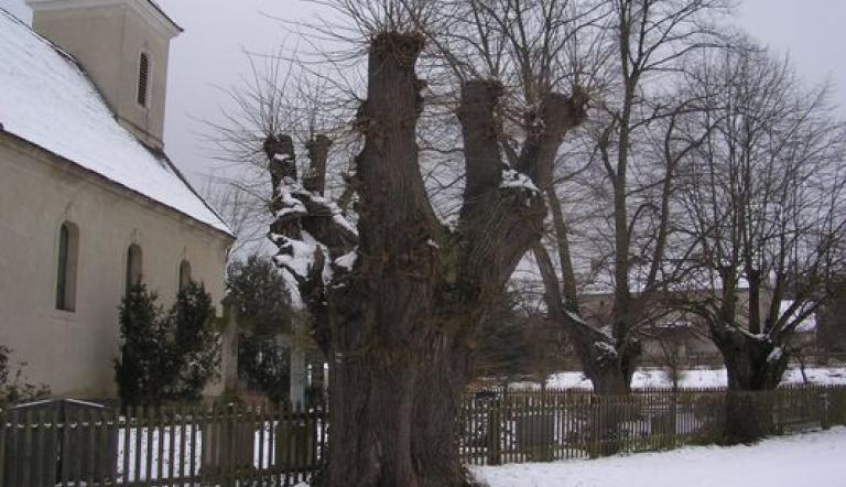 Naturdenkmal Nr. 8 Winter-Linden in Nattwerder (© Heiko Wahl)
