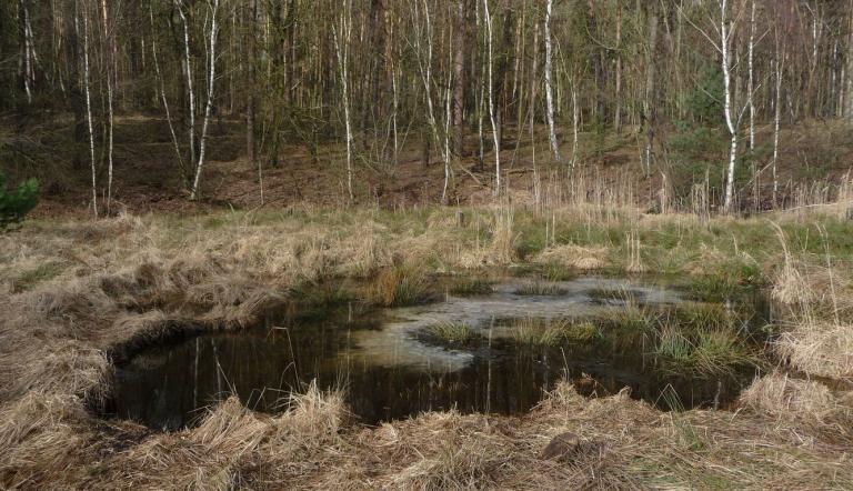 Saugartensee in der Caputher Heide (© Landeshauptstadt Potsdam)