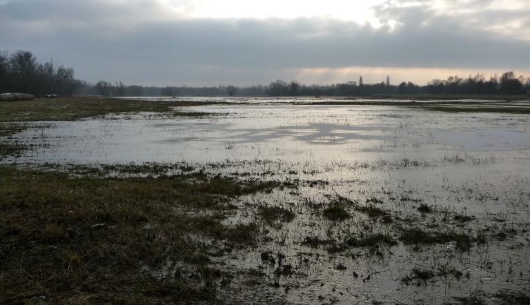 Streuwiesen bei Werder (© Landeshauptstadt Potsdam)
