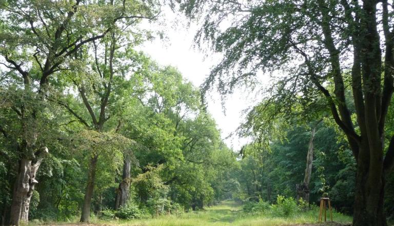 Potsdamer Wald- und Havelseengebiet (© Landeshauptstadt Potsdam)