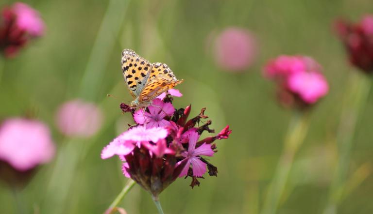Schmetterling auf Wildblume, Schmetterling auf Wildblume,