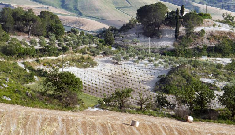 Die Landschaftsaufnahme zeigt Felder, Hügel und grüne Bäume in Sizilien in einer geometrischen Formenvielfalt.