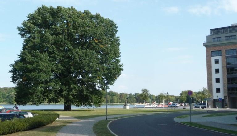 Prägender Baum in der Schiffbauergasse. Foto Landeshauptstadt Potsdam Prägender Baum in der Schiffbauergasse