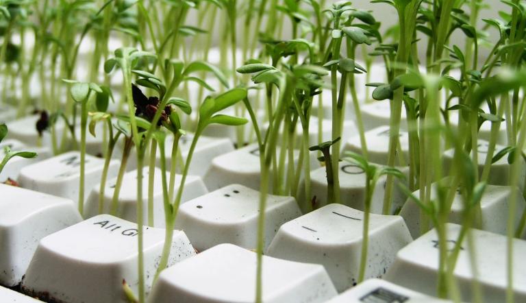 Grüne Pflanzen wachsen aus einer Computertastatur