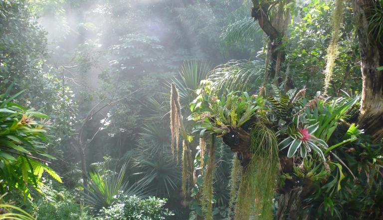 Blick in den Dschungel der Biosphäre