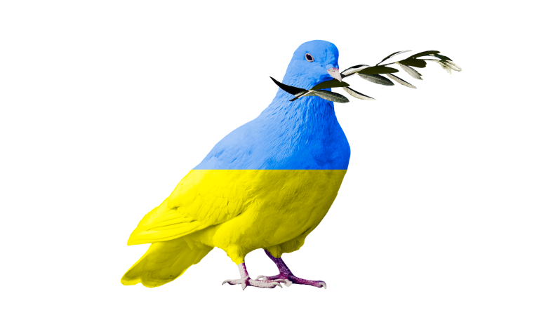 Friedenstaube in ukrainischen Landesfarben Eine Friedenstaube mit Ölzweig im Schnabel - Ihr Federkleid hat die ukrainischen Nationalfarben blau und gelb