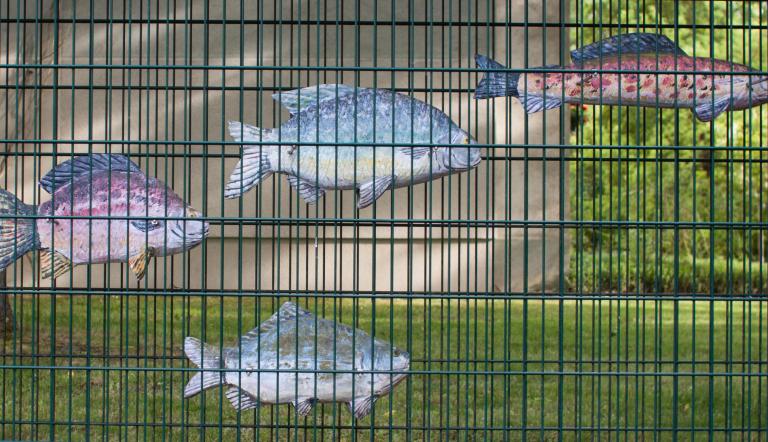 Fische (© Dirk Alexander Schermer)