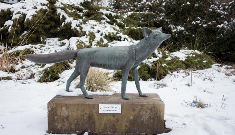 Junger Fuchs Junger Fuchs