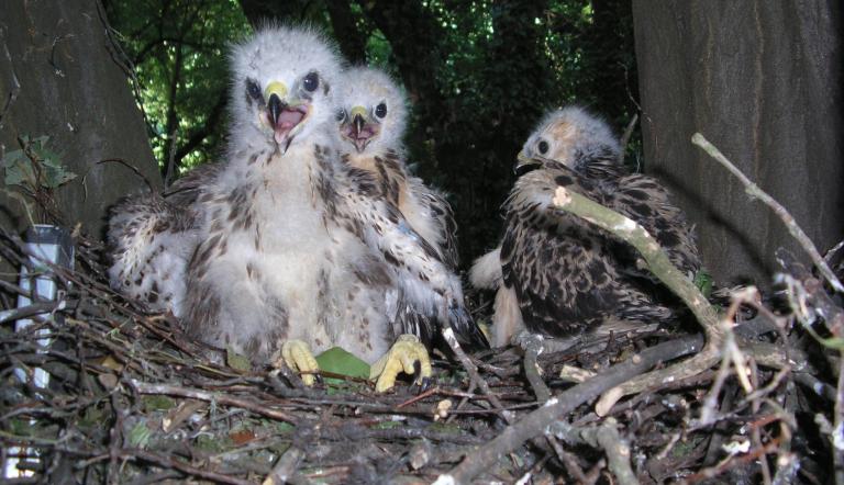Jungtiere Mäusebussard, Foto: Untere Naturschutzbehörde