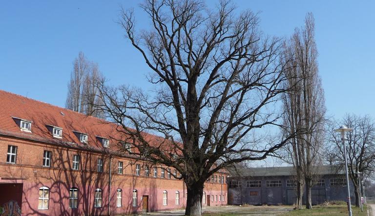 Stiel-Eiche in der ehemaligen Roten Kaserne