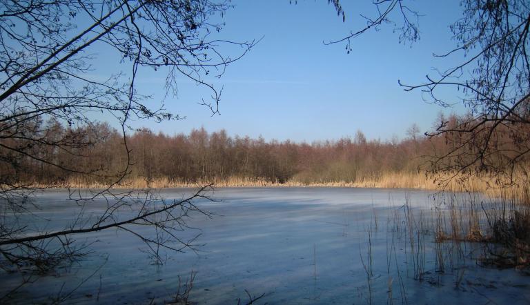 Seeburger Fenn - Sümpelfichten