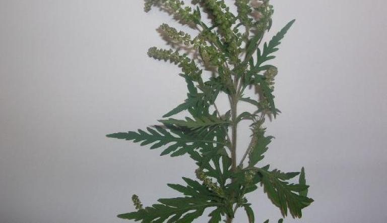 Ambrosia (© Landeshauptstadt Potsdam)