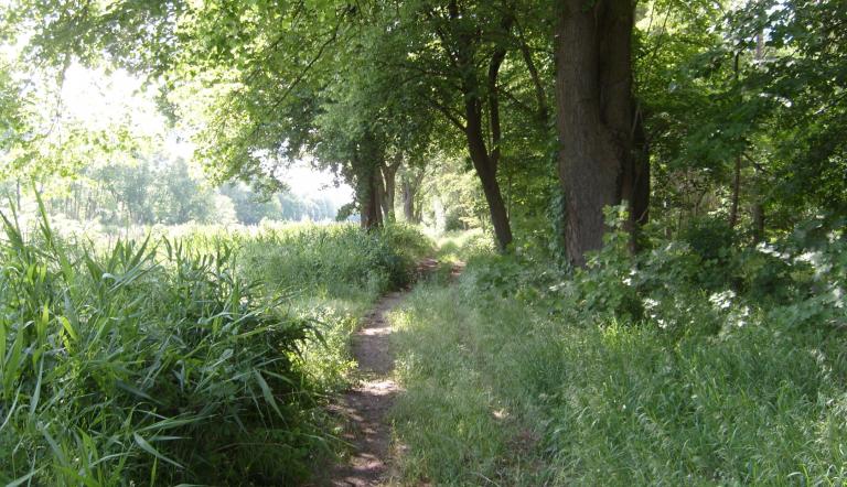 Weg entlang Sacrow-Paretzer-Kanal (© Landeshauptstadt Potsdam/Diana Schröder)