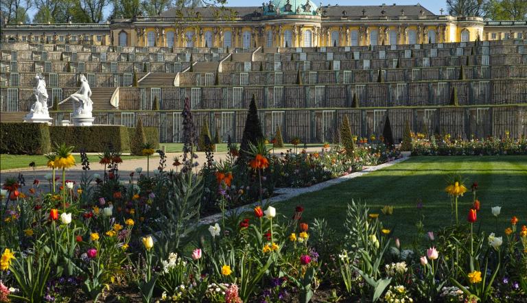 Park Sanssouci, Parterre Frühjahrsbepflanzung Das Foto zeigt den Park Sanssouci mit der Frühjahrsbepflanzung vor dem Schloss.