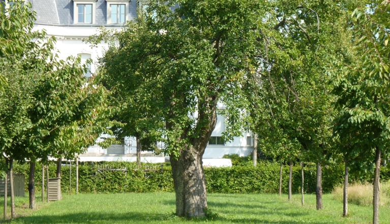 Naturdenkmal Nr. 26 Apfelbaum in der Alexandrowka (© Heiko Wahl)