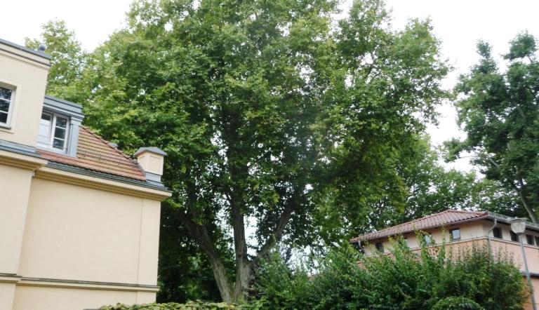 Naturdenkmal Nr. 47 Ahornblättrige Platane in Klein Glienicke (© Heiko Wahl)