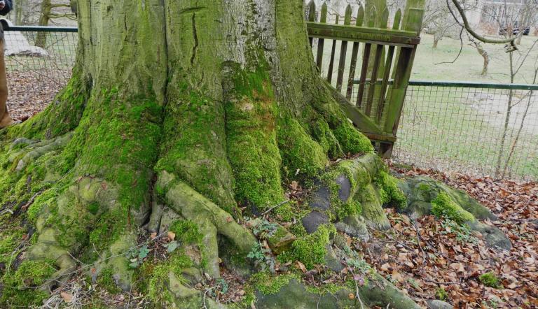 Naturdenkmal Nr. 46 Rotbuche in Klein Glienicke (© Heiko Wahl)